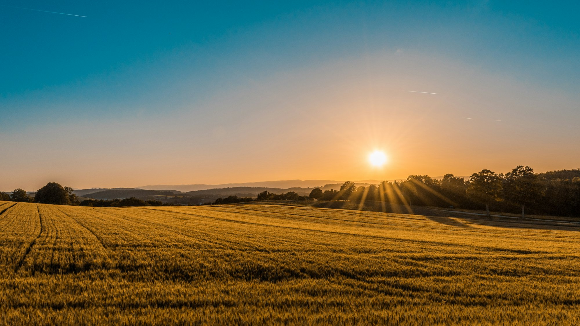 Weidelandschaft im Abendlicht