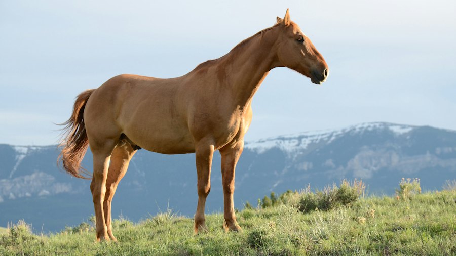 Pferd auf einer Weide