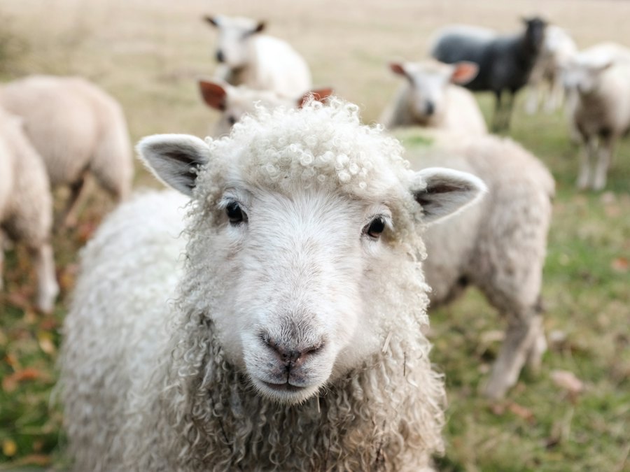 Schafe auf der Weide